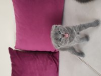 SCOTTISH FOLD YAVRULAR