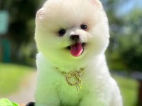 Ayı Surat Pomeranian Yavrular