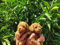 Toy poodle