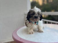 Shih-tzu bebeklerimiz yeni evlerini arıyor (2 adet erkek)