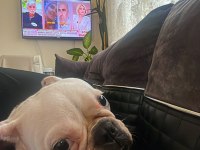 Sevimli french bulldog köpeğimiz miya