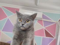 British shorthair 2 doğum gerçekleştirdi ücretsizdir