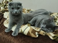 Scottish Fold kedimiz