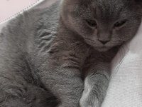 British shorthair cinsi yavru kediler