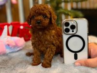 Toy Poodle Yavruları Red Renk Erkek ve Dişi Seçenekleri