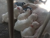 TESLİME HAZİR FRENCH BULLDOG YAVRULARİ
