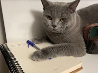 8 Aylık British Shorthair Erkeğimize Eş Arıyoruz