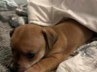 Ücretsiz Sahiplendirme Yavru Köpek Ömürlük Yuva