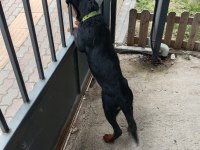 İkiside 4 aylık dişi rottweiler bilgi için lütfen whatsapp