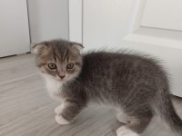 Yavru kedi