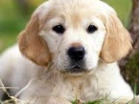 Ruhsatlı köpek çifliğinden golden yavrular a scrli