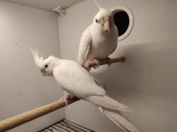 Çift albino sultan papağanı