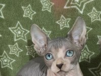 Naked Beauty Sphynx Cattery Kedimiz