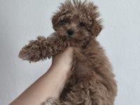 Toy Poodle Yavruları