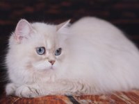 British Longhair Dişi