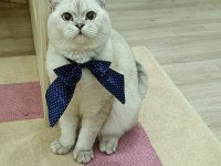 Eş ilanı scottish fold silver point oğlum
