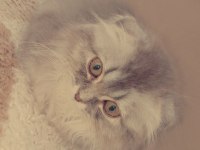 Scottish fold kedisi 3 aylık ve dişidir