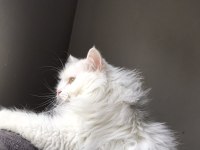 British longhair beyaz