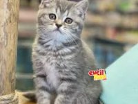 Oyuncu british shorthair kedimiz
