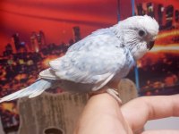 Sağlıklı yavru veya damızlık muhabbet kuşlar