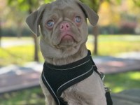 TÜRKİYEDE TEK PUG