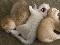 Çok tatlı 2 adet scottish fold 1 adet british kediler