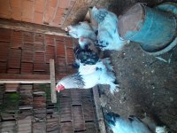 5 li Brahma Takımı