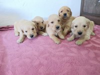 Saf kan golden retriever bebekler için geç kalmayın