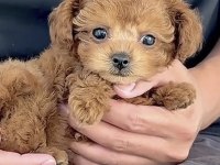 Toy Poodle Kore Minyatür Hepsi Mevcut