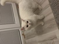 British Shorthair Erkek kedime eş arıyorum