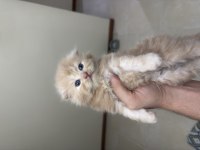 Scottish Fold Longhair