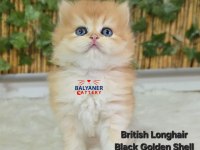 British Longhair Golden Erkek Yavru