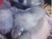 Evde Büyüyen Pomeranian Bebeklerim Uygun
