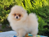 Orijinal pomeranian tea cap yavrularimiz