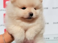 Ayıcık yüzlü sevimli pomeranian yavrularımız