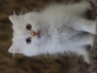 British longhair erkek yavruları