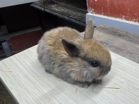Cüce Zellanda Lop Aslanbaş Yavru Tavşanlarım