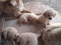 Golden retriever yavrum sağlı ve ırk garantilidir