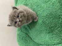 Munchkin cüce