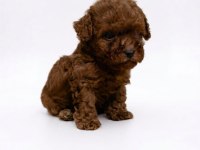 Mükemmel toy poodle yavrular