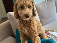 6 aylık toy poodle