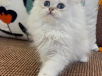 British longhair çok akıllı ve uslu