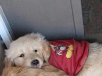 Golden retriever bebeklerimiz teslime hazır