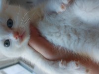 British shorthair beyaz yavru