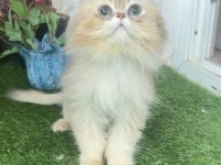 British Longhair Erkek Kedimize Ömürlük Yuva Arıyoruz