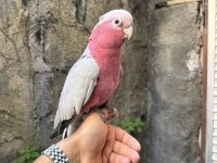 EVCİL GÜL KAKADU PAPAĞANI