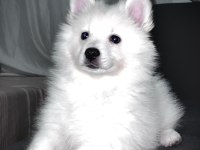 A Kalite Beyaz Pomeranian Spitz