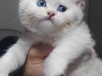 British shorthair kedimiz