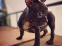 French bulldog - Varsa daha iyisi o da annesi