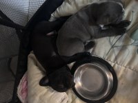 French bulldog yavruları